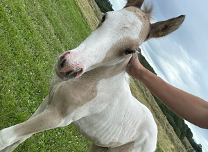 Stunning Irish sports horse X warmblood foal