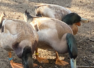 Male Indian Runner duck