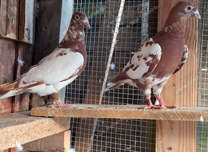 Rear pair