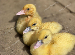 Muscovy ducklings