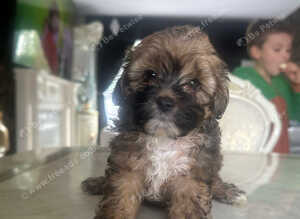 Shihpoo puppys
