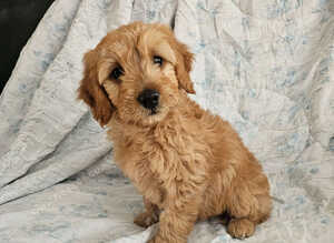 Last Mini Goldendoodles READY TO GO!