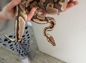 Ball pythons and heat stack