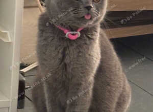 Blue queen British short hair - BSH