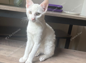 Kitten roughly 6/7 months