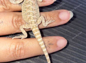 Bearded dragon baby&rsquo;s