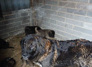 Beautiful Caucazian Shepherd puppies