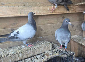 Babies racing pigeons for sale.