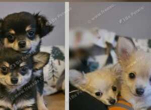 Beautiful Long-Haired Chihuahua Puppies ️ KC Registered - 3 Girls & 1 Boy