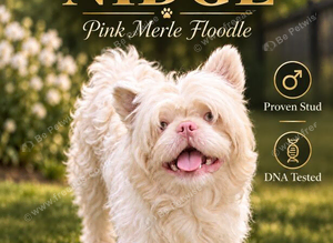 Pink Merle Floodle for Stud