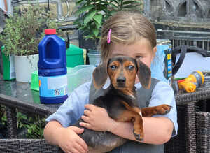 Mini merle daschund