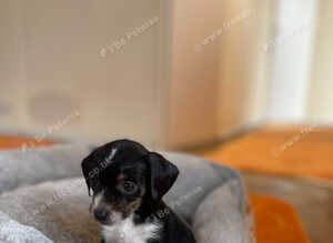 Parson russell terrier