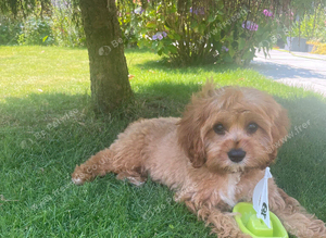 Apricot cavapoo