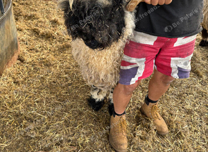 Stunning Merlin Valais Blacknose Shearling Ram