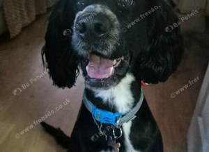 Cockapoo/ cocker spaniel