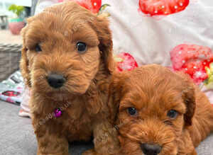 cockapoo puppies