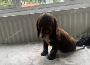 READY NOW KC reg amazing litter READY NOW
