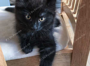 Beautiful kittens