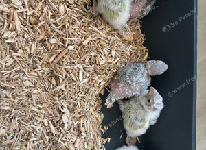 Conure mutation