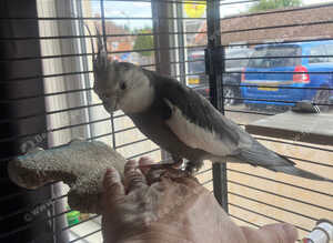 6 year s old white face male