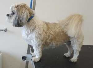 Dog grooming, Sutton- in-Ashfield,Nottinghamshire, NG17.
