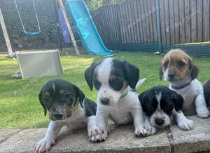 Jack Russell Puppies