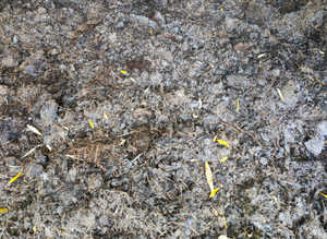 Goat manure