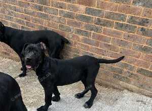 Top blood line cane corso