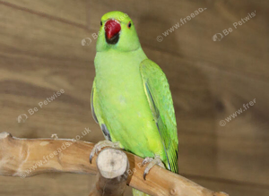 Baby Green Ring necks,12