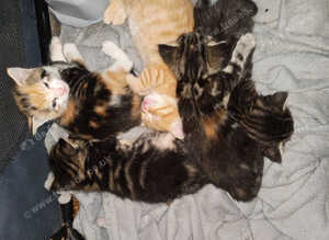 5 Kittens for sale male and female