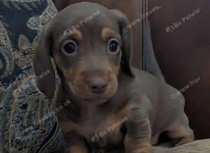Dachshund