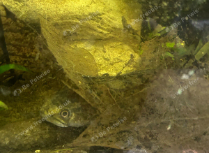 Snakehead (can trade or lower price)