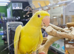 Lutino Alexandrine Baby hand reared,11