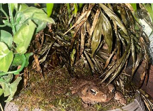 Toads for sale