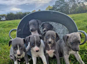 Whippet pups