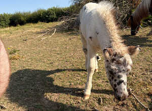 2026 stunning spotty filly