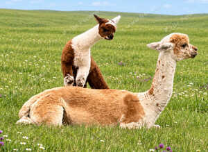 A very special breeding group of 16 alpacas