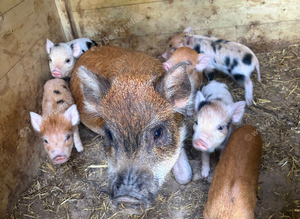 Juliana piglets for sale