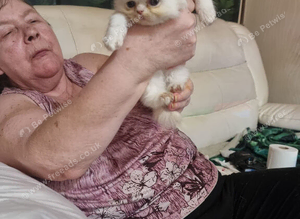 Beautiful Persian chinchilla kittens