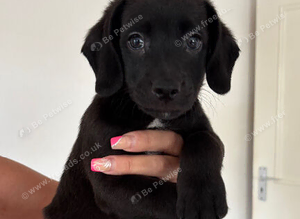 2 Beautiful Cockapoo &times; Staffy Puppies left