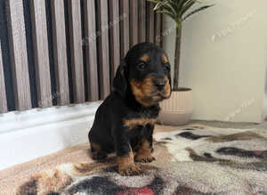 Cocker Spaniel puppies