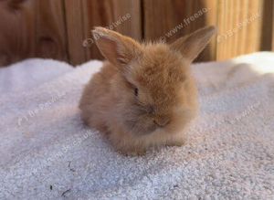 Exceptional mini lop (1 boy available)