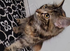 Cat for rehome