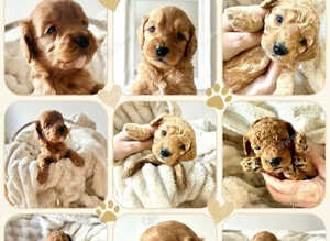 Cavapoos - Early Interest - New Litter