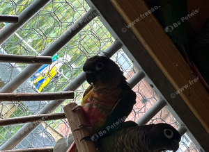 Baby conures