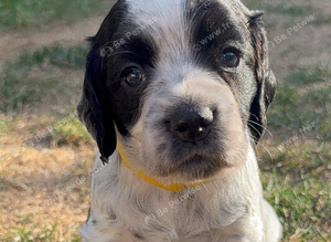 Beautiful KC Working Cocker Spaniels