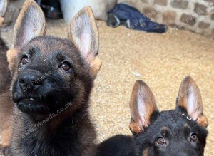 Beautiful German shepherd pups