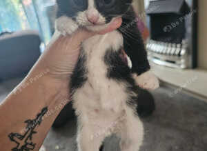 Tuxedo and black and white loving kittens