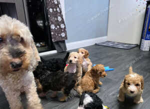 Gorgeous Cockapoo Puppies - Ready Thursday 8th October