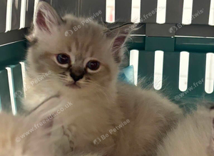 Beautiful ragdoll kitten